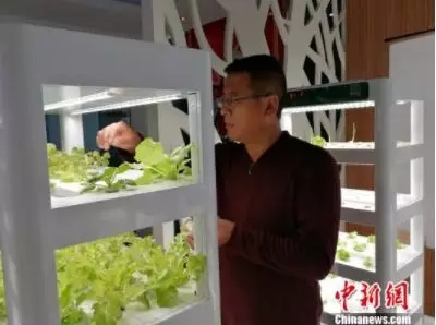 中国丈母娘把洋女婿家的花园变成菜地 中国人的种菜技能 种菜
