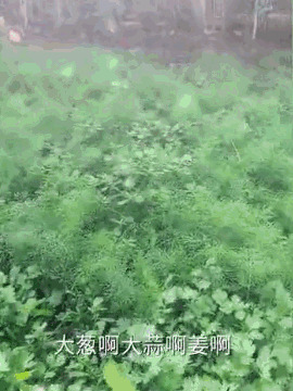 中国丈母娘把洋女婿家的花园变成菜地 中国人的种菜技能 种菜