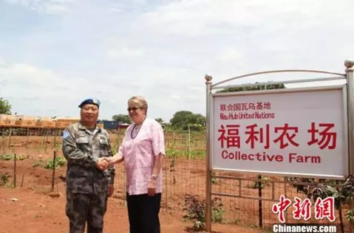 中国丈母娘把洋女婿家的花园变成菜地 中国人的种菜技能 种菜
