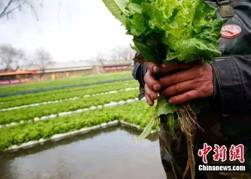 中国丈母娘把洋女婿家的花园变成菜地 中国人的种菜技能 种菜